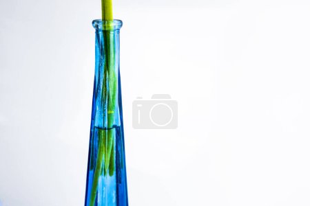 Photo for Closeup of beautiful modern flower vase isolated on white background with green flower stems in the water. Cropped detail of royal blue glass bottle with narrow bottleneck. Modern design. Copy space - Royalty Free Image