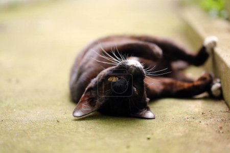 Téléchargez les photos : Mignon chat noir couché sur le dos sur le sol - en image libre de droit