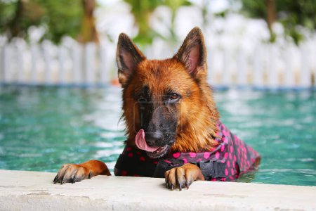 Téléchargez les photos : Chien berger allemand vêtu d'un gilet de sauvetage et nageant dans la piscine. Natation pour chien. - en image libre de droit