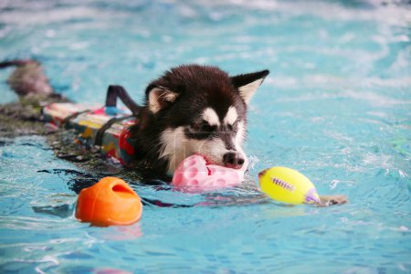 Téléchargez les photos : Chiot Malamute de l'Alaska portant un gilet de sauvetage et tenant le jouet dans la bouche dans la piscine. Chien nageant. Chien jouant avec la balle. - en image libre de droit