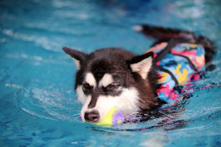 Téléchargez les photos : Chiot Malamute de l'Alaska portant un gilet de sauvetage et tenant le jouet dans la bouche dans la piscine. Chien nageant. Chien jouant avec la balle. - en image libre de droit