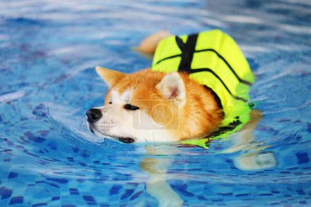 Téléchargez les photos : Akita Inu portant un gilet de sauvetage et nageant dans la piscine. Chien nageant. Chien japonais. - en image libre de droit