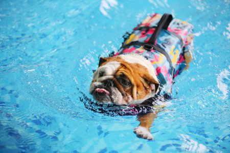 Téléchargez les photos : Bulldog anglais portant un gilet de sauvetage et nageant dans la piscine. Natation pour chien. - en image libre de droit