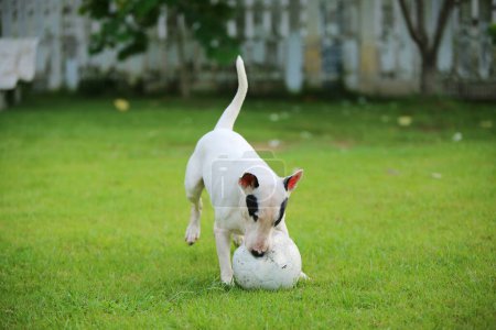 Téléchargez les photos : Bull Terrier joue avec le ballon de foot au parc. Chien jouant au football sur gazon. Chien libéré à la cour. - en image libre de droit