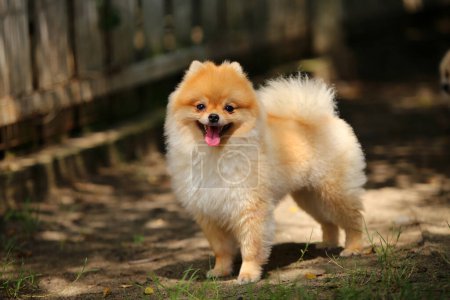 Porträt eines niedlichen Pommerschen Hundes, der im Park lächelt. Hund lächelt. Glücklicher Hund.