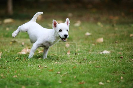 Téléchargez les photos : Chien Terrier faisant pipi dans le parc. - en image libre de droit