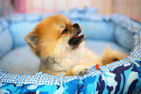 Photo for Pomeranion puppy in the bed. Fluffy puppy. - Royalty Free Image