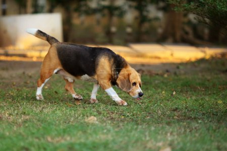 Beagle renifle le sol et marche dans le parc. Chien libéré dans le champ d'herbe.