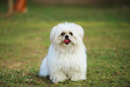 Téléchargez les photos : Un chien bouffi s'est déchaîné au parc. Chien souriant. - en image libre de droit