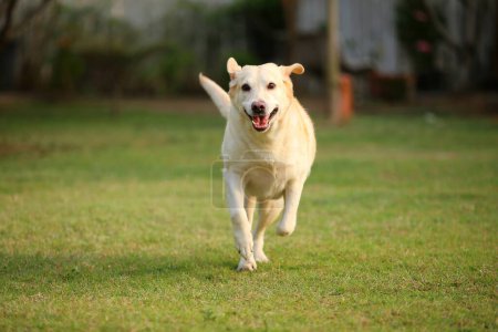 Téléchargez les photos : Labrador Retriever courant au parc. Chien heureux déchaîné dans le champ d'herbe. - en image libre de droit