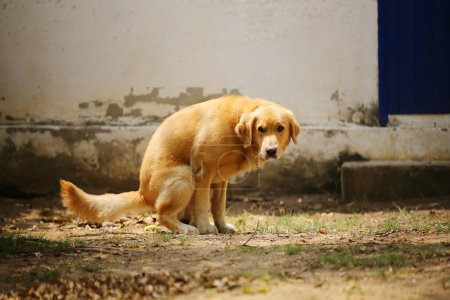 Golden Retriever pooing at the park.