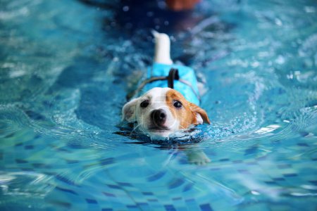Téléchargez les photos : Jack Russell Terrier portant un gilet de sauvetage et nageant dans la piscine. Natation pour chien. - en image libre de droit