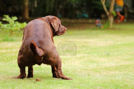 Labrador Retriever pooing at the park. Dog poo.