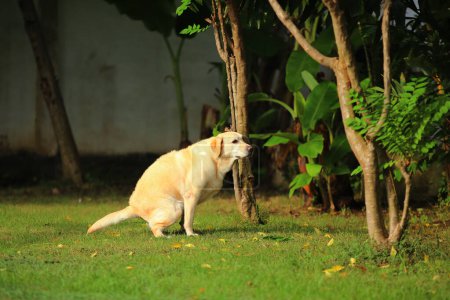Labrador Retriever haciendo caca en el parque. Caca de perro.