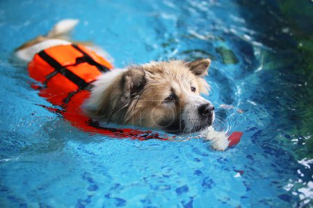 Téléchargez les photos : Chien Thai Bangkaew vêtu d'un gilet de sauvetage et nageant dans la piscine. Natation pour chien. - en image libre de droit