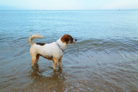 Mischlingshund spielt Wasser Meer am Strand. Hund am Meer. Reisekonzept. Haustiere in der Natur.