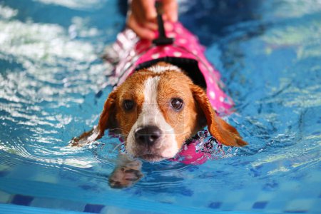 Téléchargez les photos : Beagle portant un gilet de sauvetage et nageant dans la piscine. Natation pour chien. - en image libre de droit