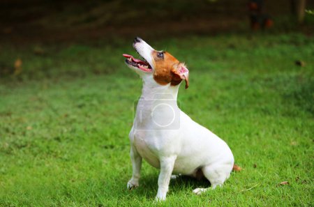 Téléchargez les photos : Jack Russell Terrier est assis et attend l'ordre du propriétaire du parc. Chien souriant. - en image libre de droit