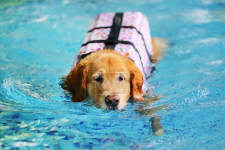 Golden Retriever wearing life jacket and swimming in the pool. Dog swimming.