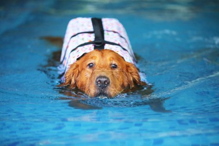 Golden Retriever lleva chaleco salvavidas y nada en la piscina. Perro nadando.