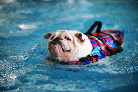 Englische Bulldogge trägt Schwimmweste und schwimmt im Pool. Hundeschwimmen.