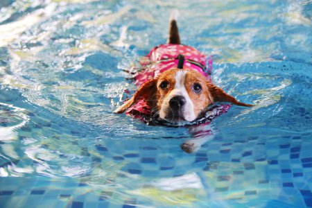 Beagle trägt Schwimmweste und schwimmt im Pool. Hundeschwimmen.