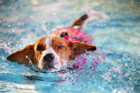 Beagle con chaleco salvavidas y nadando en la piscina. Perro nadando. Perro haciendo agua salpicada en la piscina.