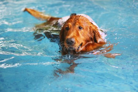 Golden Retriever wearing life jacket and swimming in the pool. Dog swimming.