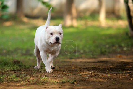 Pitbull beim Spaziergang im Park. Hund auf Wiese unangeleint.