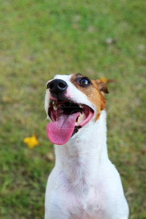 Jack Russell Terrier lächelt im Park. Hund unangeleint auf Wiese Lustiges Hundegesicht.