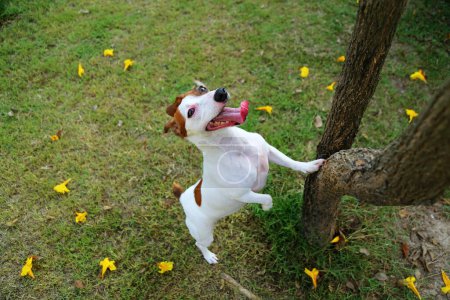 Téléchargez les photos : Jack Russel Terrier tente de grimper pour chasser un petit animal sauvage qui s'échappe sur un arbre. Chien jouant au parc. Chien souriant. - en image libre de droit