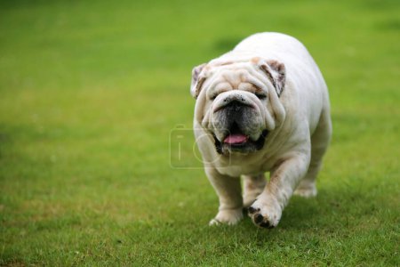 Bulldogspaziergang auf dem Rasenplatz. Hund lächelt im Park.