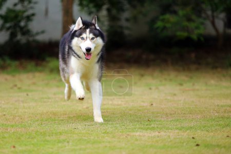 Téléchargez les photos : Sibérie Husky couleurs noir et blanc courant dans le parc. Chien libéré à la pelouse. - en image libre de droit