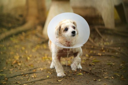 Veteran dog wearing a protective Elizabethan collar after surgery at left eye walking at the park. Dog injured at eyes.