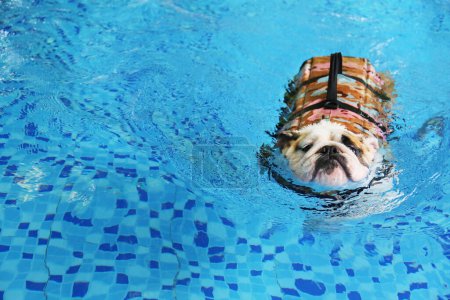 English Bulldog wearing life jacket and swimming in the pool. Dog swimming.