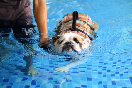 Englische Bulldogge trägt Schwimmweste und schwimmt mit Herrchen im Pool. Hundeschwimmen.
