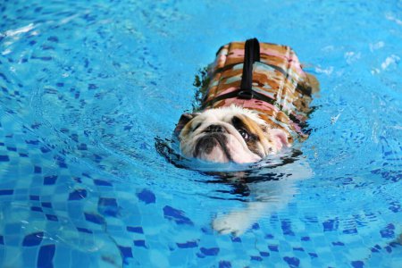 English Bulldog wearing life jacket and swimming the pool. Dog swimming.