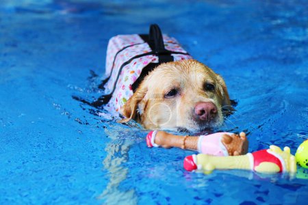 Téléchargez les photos : Labrador Retriever portant un gilet de sauvetage et jouant au billard. Chien nageant. Chien jouant avec jouet. - en image libre de droit