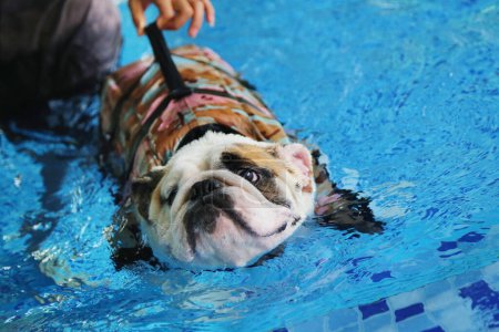 English Bulldog wearing life jacket and swimming with owner  in the pool. Dog swimming.