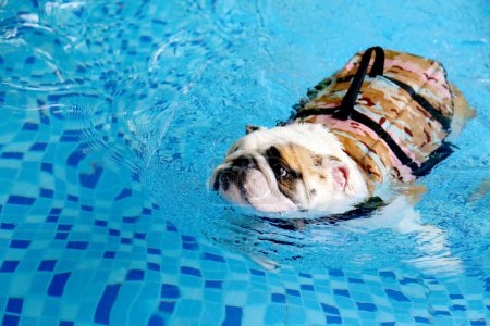 Englische Bulldogge trägt Schwimmweste und schwimmt im Pool. Hundeschwimmen.