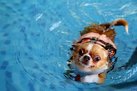 Chihuahua trägt Schwimmweste und schwimmt im Pool. Hundeschwimmen.