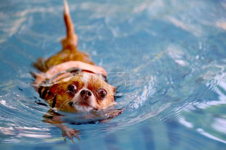 Chihuahua con chaleco salvavidas y nadando en la piscina. Perro nadando.