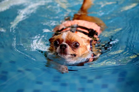 Chihuahua trägt Schwimmweste und schwimmt im Pool. Hundeschwimmen.