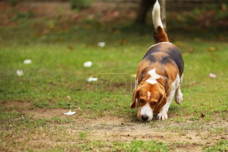 Téléchargez les photos : Beagle renifle le sol et marche dans le parc. Chien libéré dans le champ d'herbe. - en image libre de droit