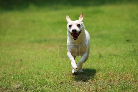 Téléchargez les photos : Jack Russell Terrier courant au parc. Chien libéré à la pelouse. - en image libre de droit