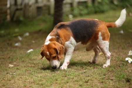 Beagle sniffs the ground and walking in the park. Dog unleashed in grass field.