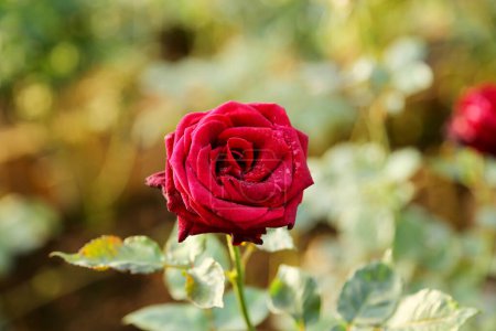 Ein Bündel roter Rosen im Garten.