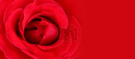 Weichheit rote Rose Hintergrund mit Kopierraum.