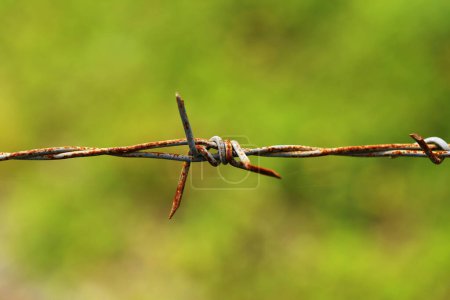 Old galvanised steel barbed wire with rusty close up have blurred green nature background.
