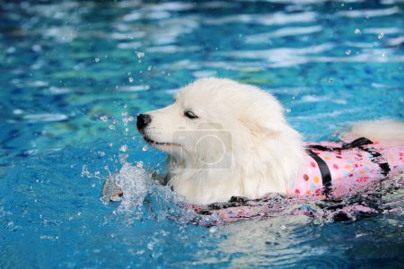 Samojew tragen Schwimmweste, die im Schwimmbad für Spritzwasser sorgt. Hundeschwimmen.